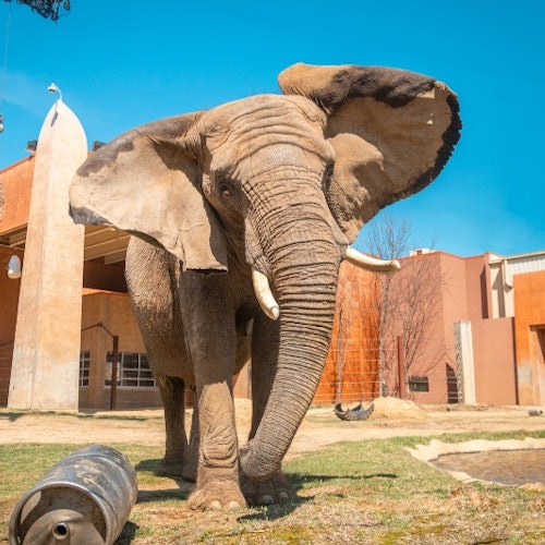 Oplev den stille magi ved julen i Toledo Zoo & Aquarium