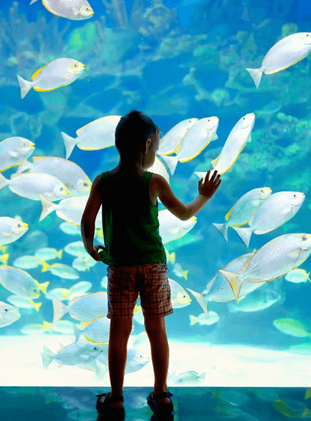 A backlit child stands in front of a lit aquarium full of large white fish.