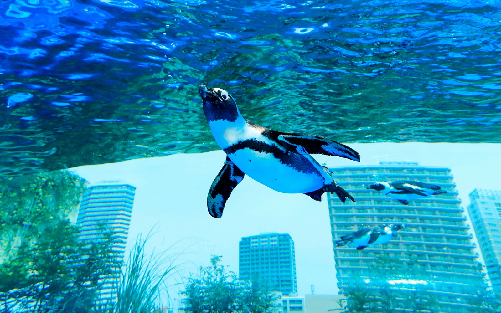 Discovering Tokyo's Aquatic Wonders