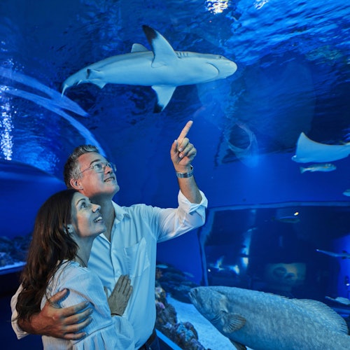 Christmas Under the Sea: A New Way to Celebrate at Cairns Aquarium