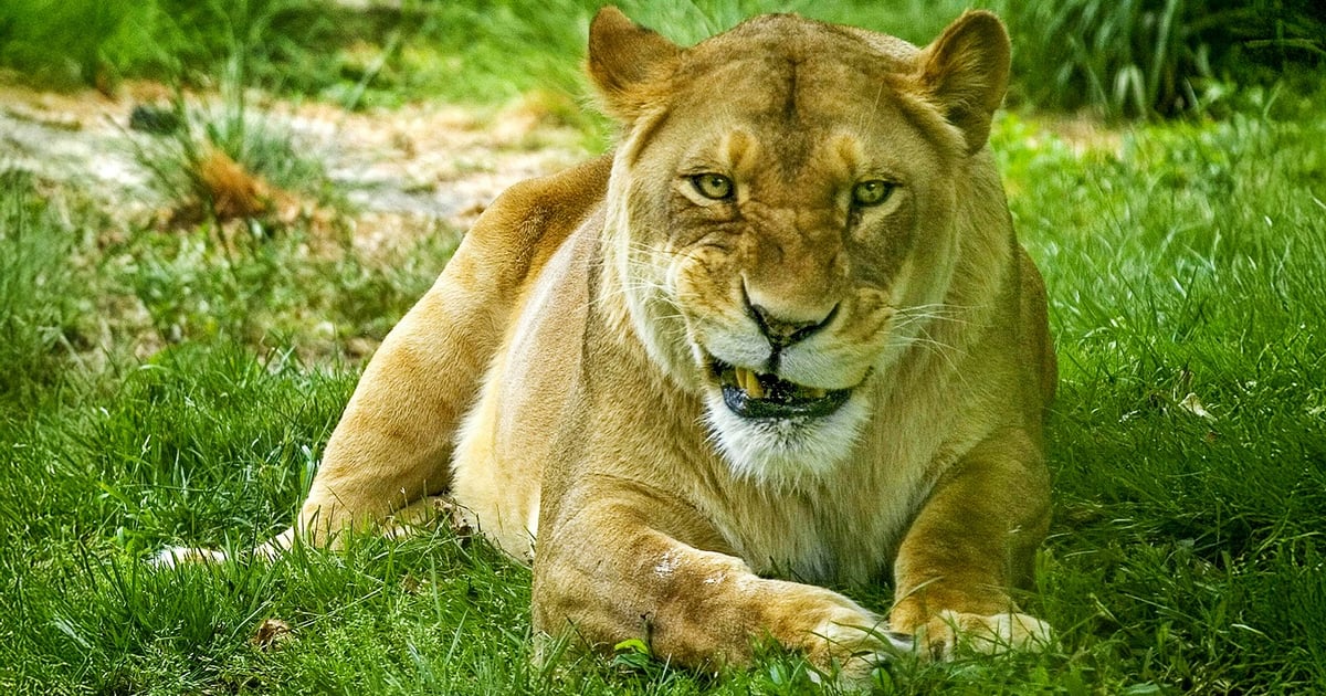 A big cat at the Bronx Zoo in New York