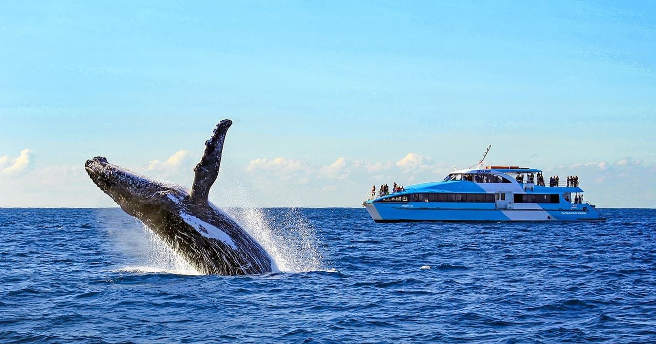 Humpback whale breaching beside a whale-watching catamaran on the open sea off Sydney