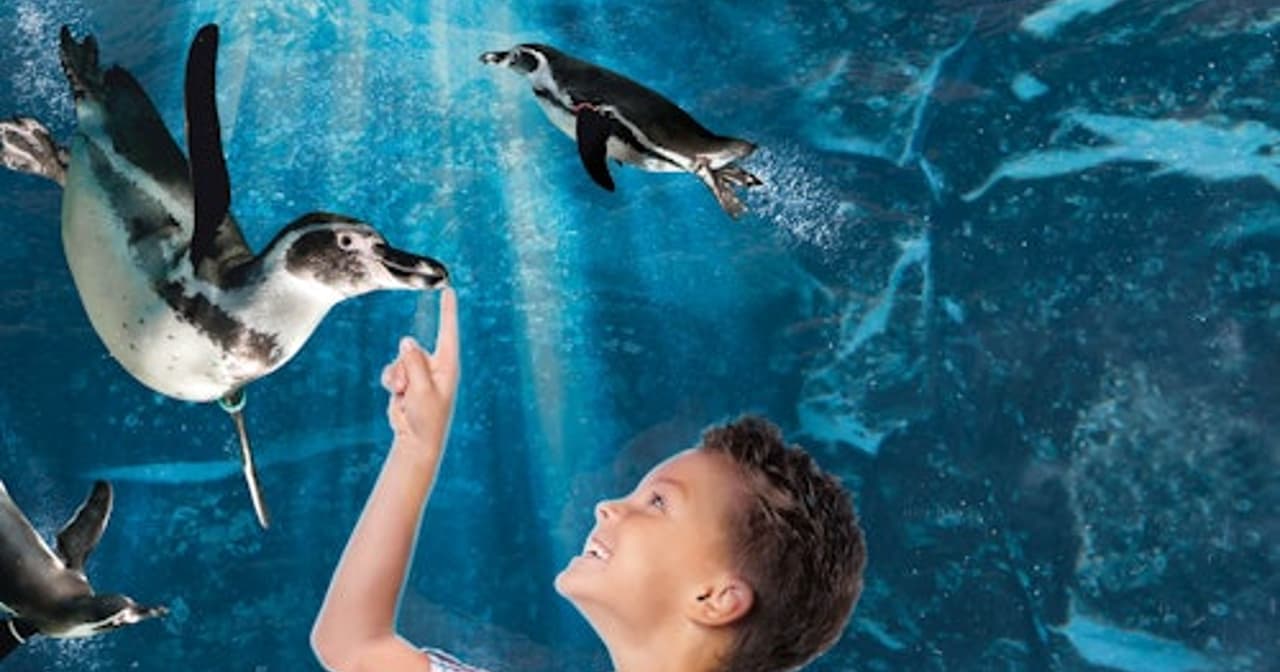 Young boy pointing at penguins swimming in a large blue aquarium tank at Cattolica