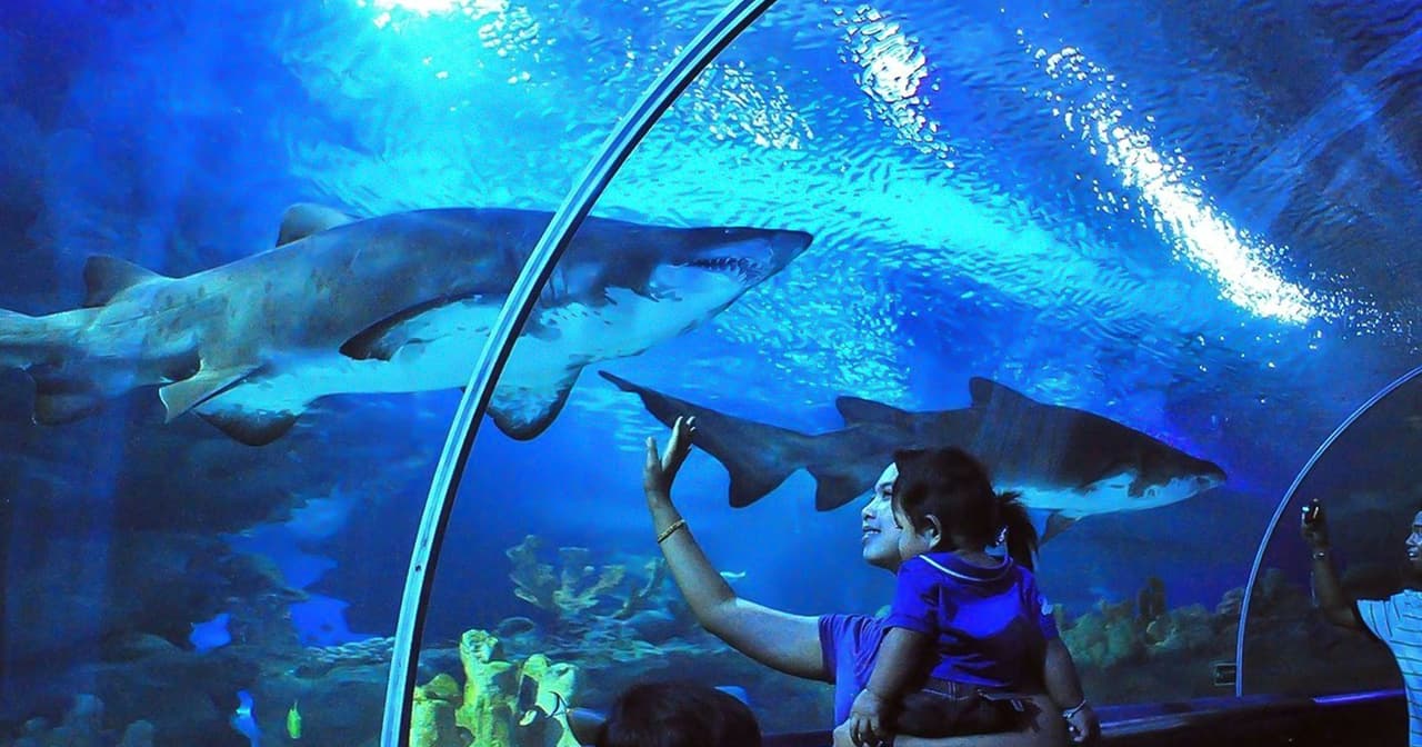 Parent and child watching sharks glide overhead in the aquarium tunnel at Aquaria KLCC, Kuala Lumpur