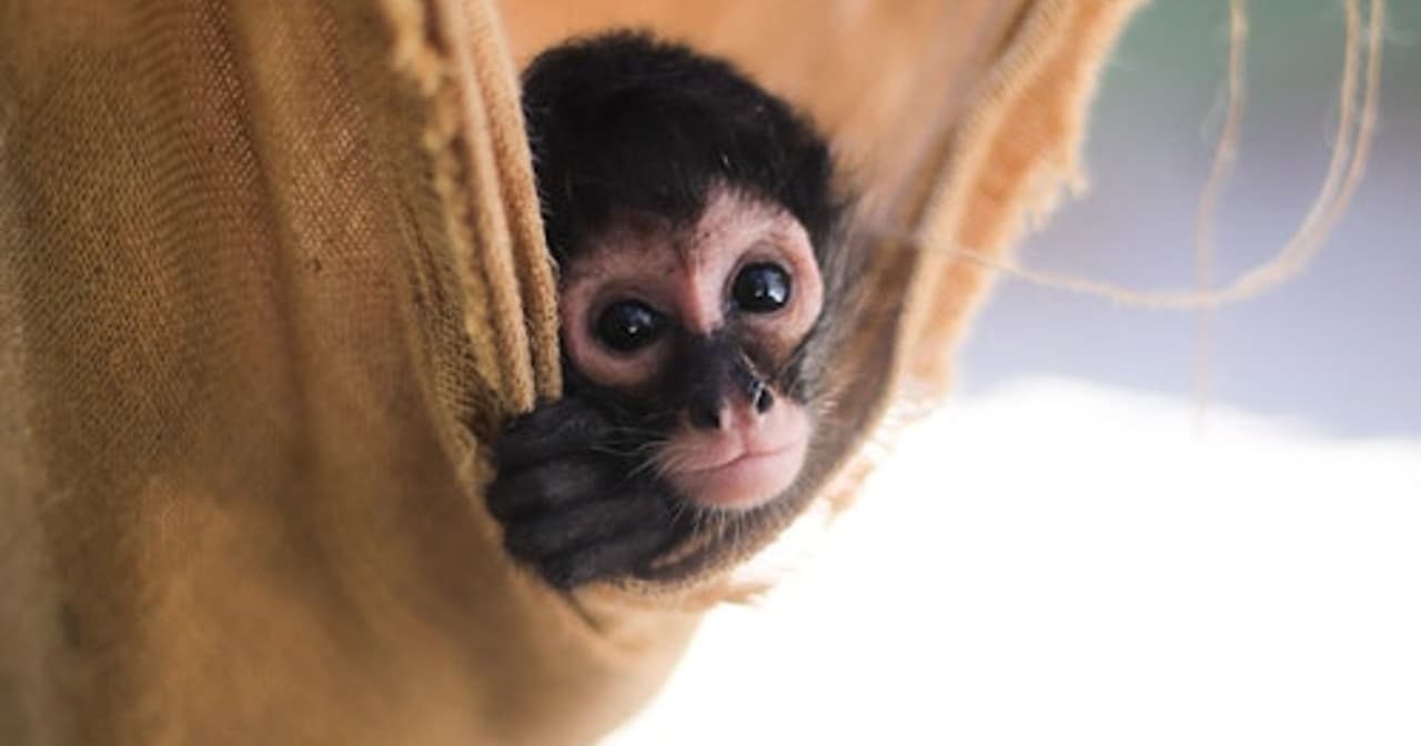 Baby spider monkey peeking out of an orange hammock in Akumal, Mexico