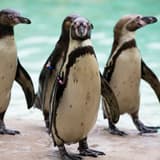Visitors watching animals in an outdoor enclosure at London Zoo