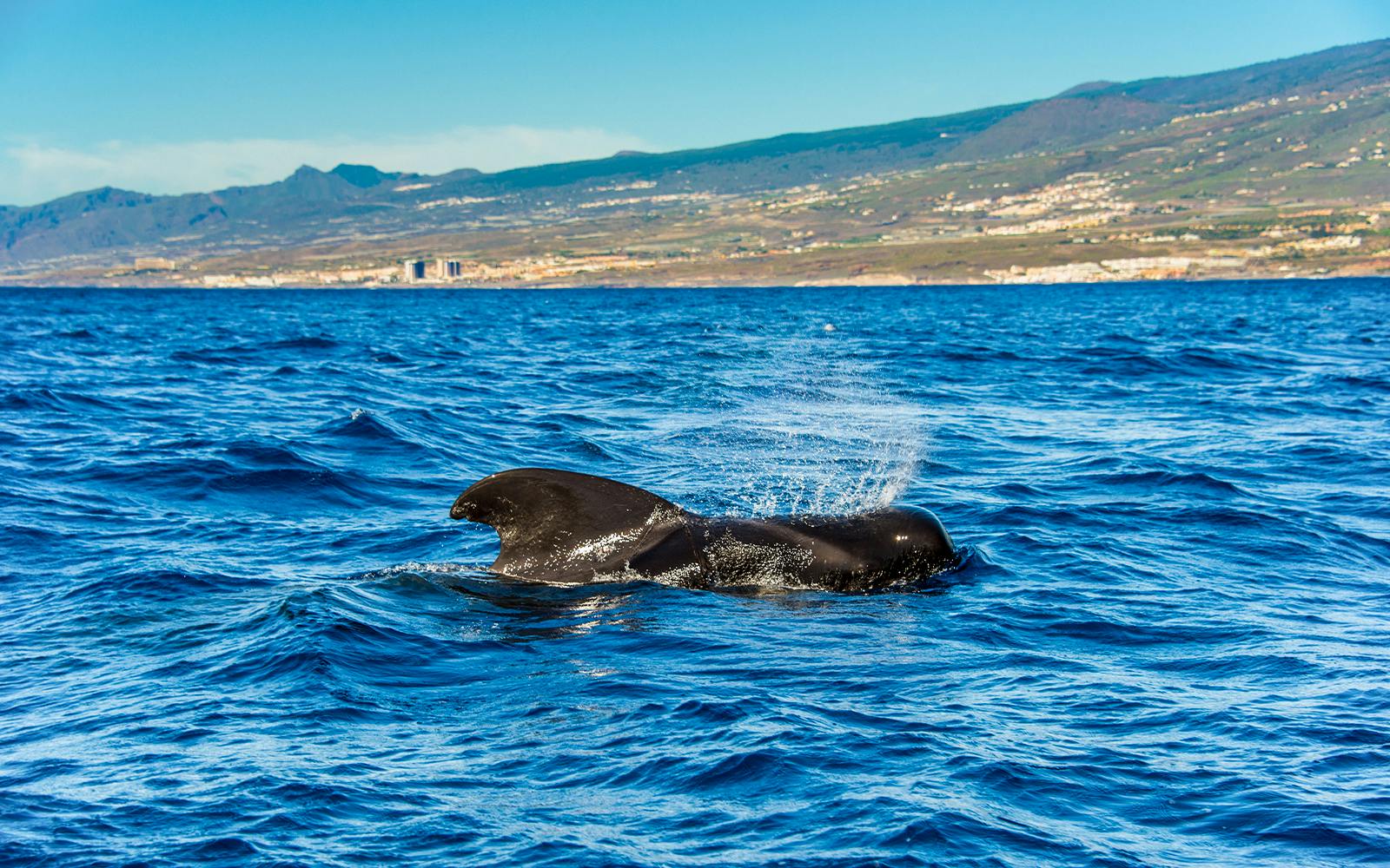 Costa Adeje: Whale & Dolphin Watching Cruise tickets, Tenerife