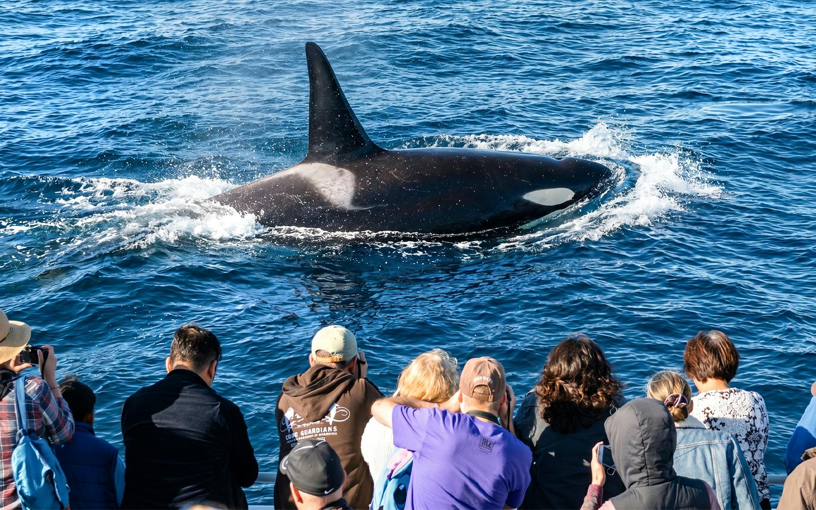 Los Angeles Whale Watching & Dolphin Tour