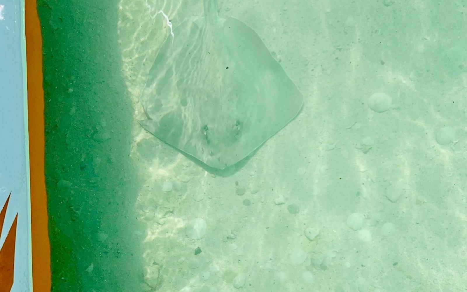 Private Snorkeling Charter