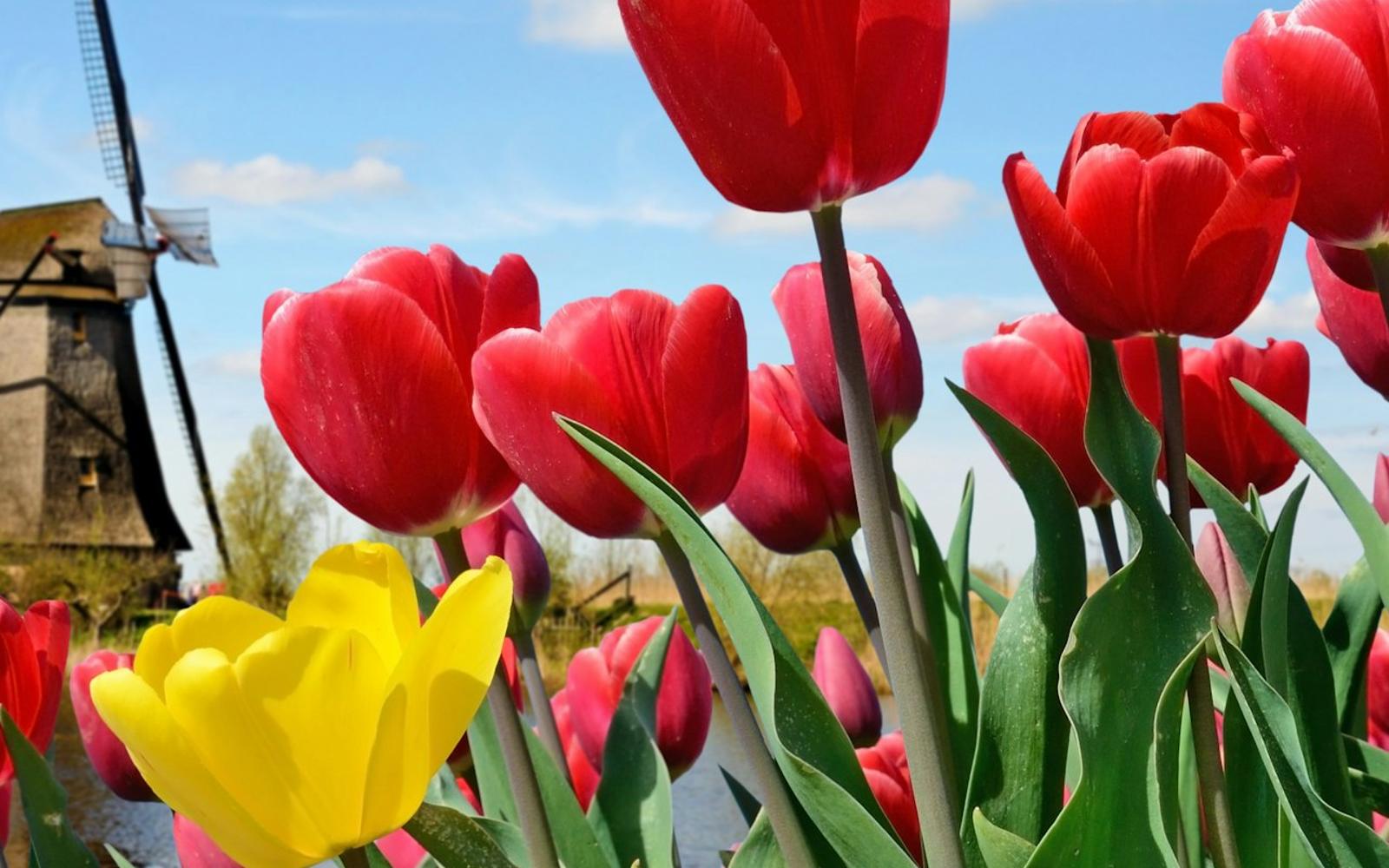 Keukenhof: Entry + Roundtrip Bus Transfer from A’dam Tower tickets at Keukenhof, Amsterdam