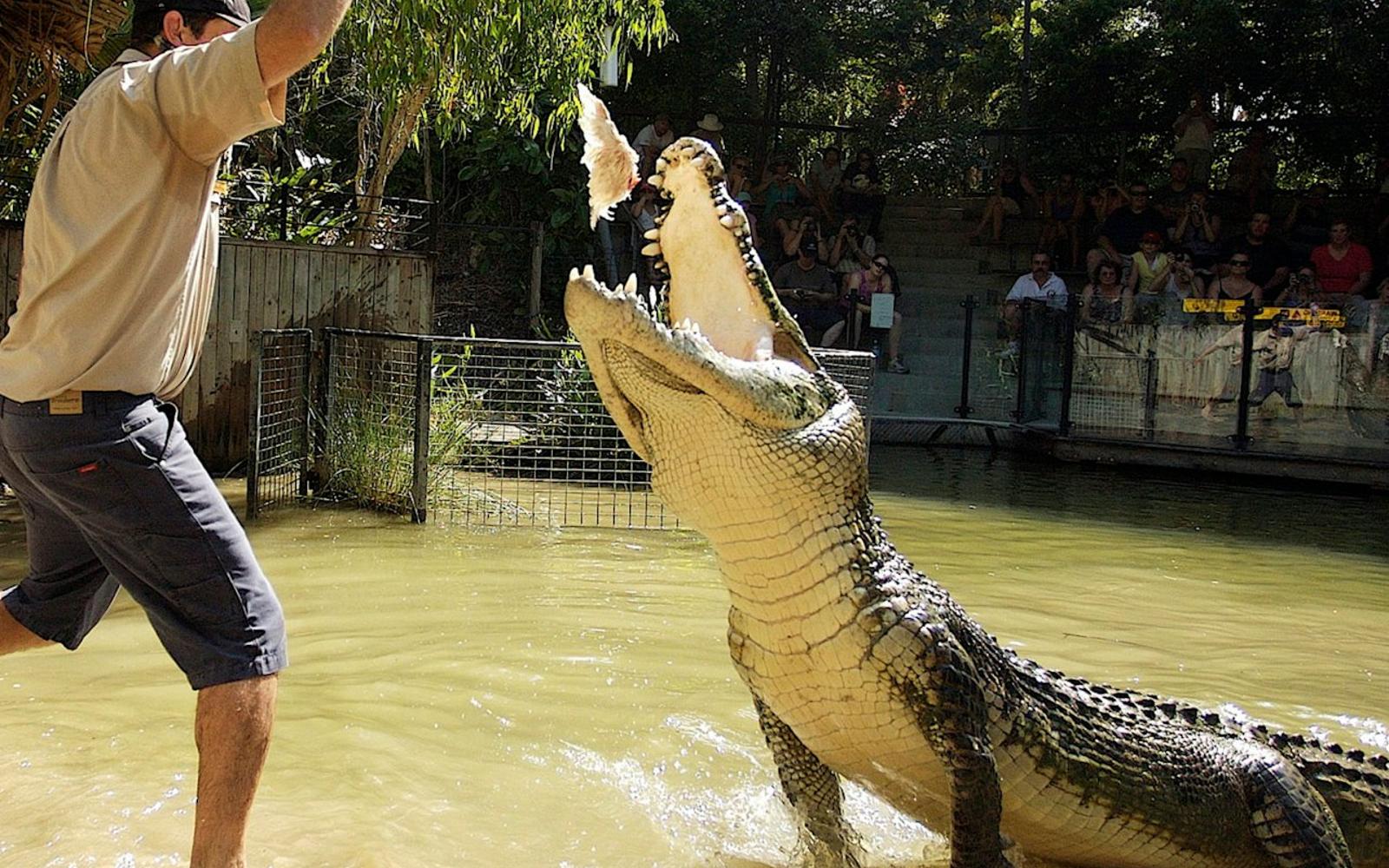 Hartley's Crocodile Adventures: Roundtrip from Cairns