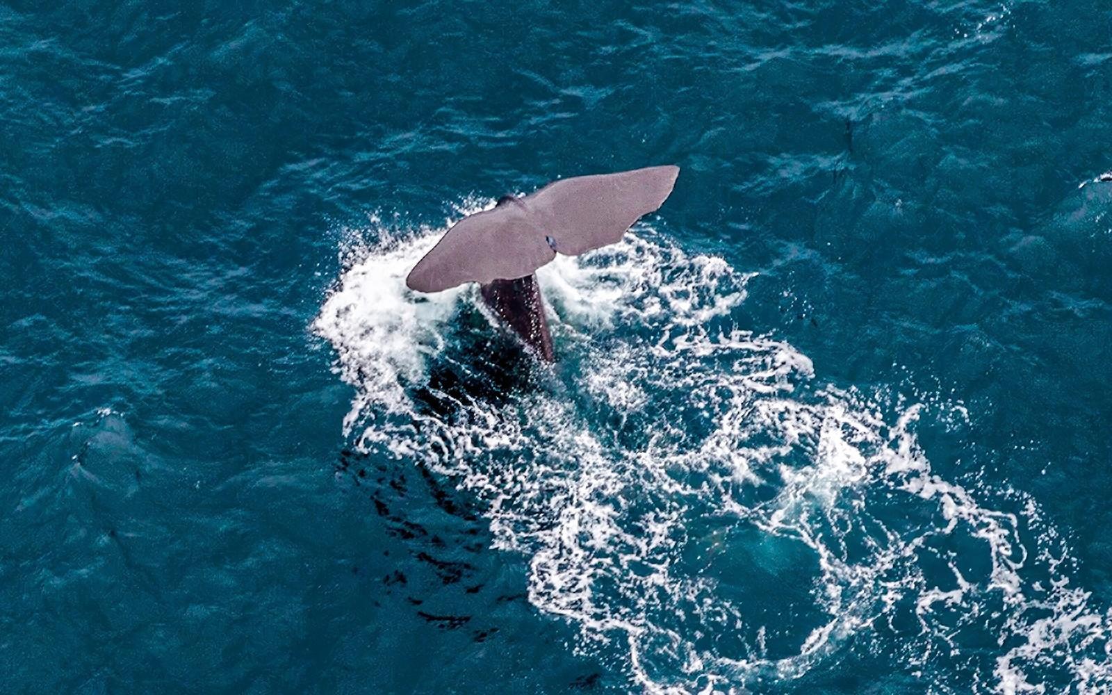 Experiència de Vol d'Observació de Balenes a Kaikoura