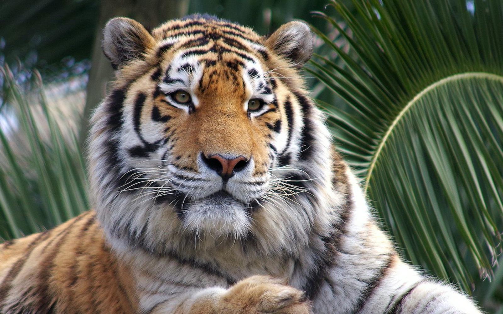 Lisbon Zoo: Fast Track Ticket