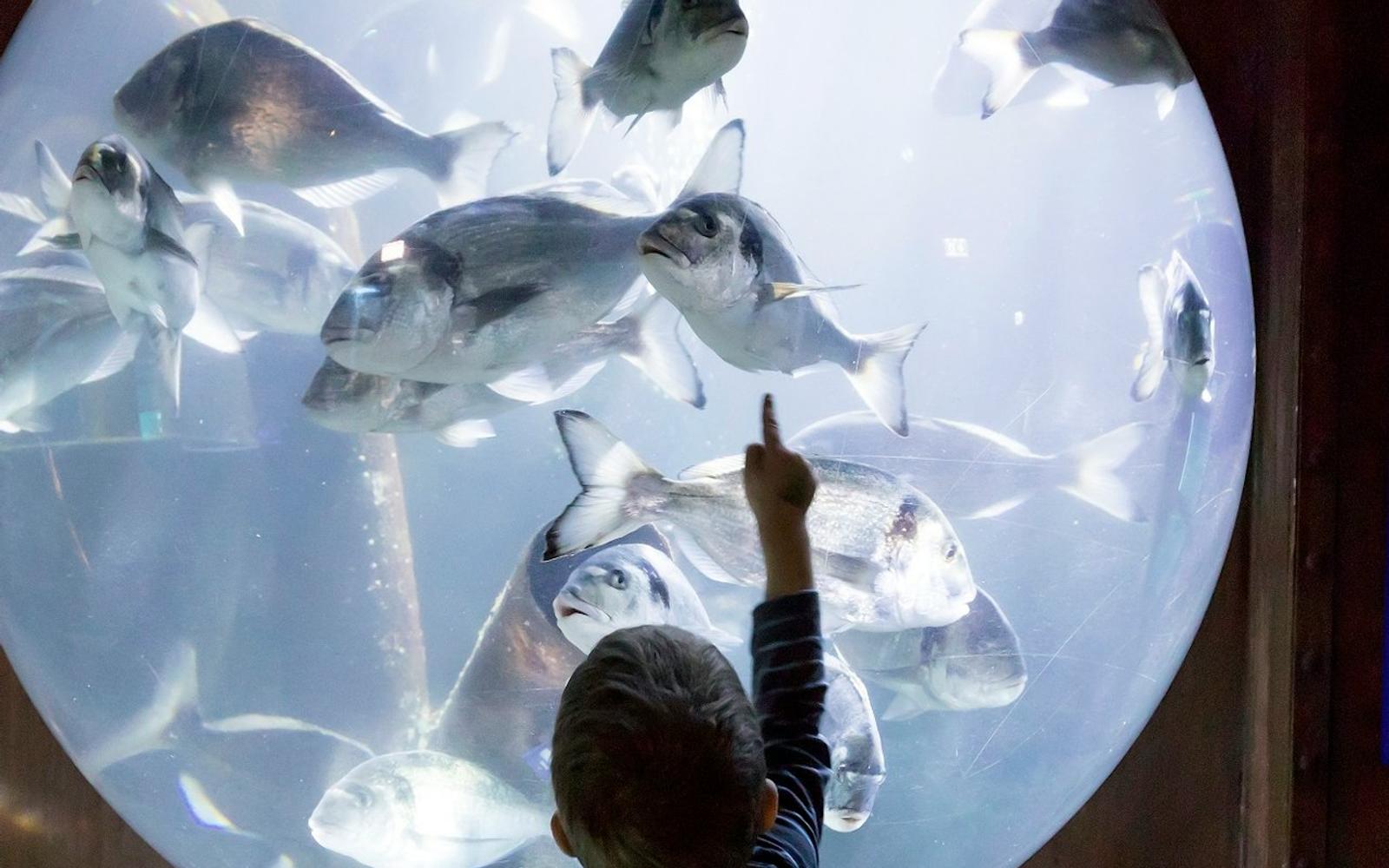 SEA LIFE Speyer: Entry Ticket