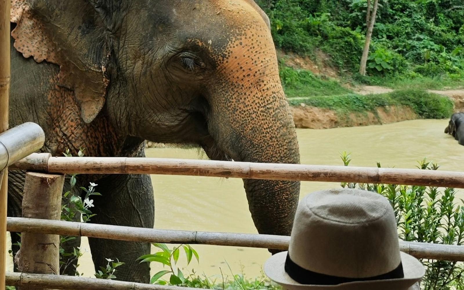 Hidden Forest Elephant Reserve Phuket: Guided Tour + Buffet