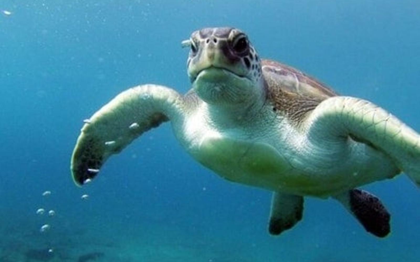 Tenerife: Guided Kayking & Snorkeling Tour