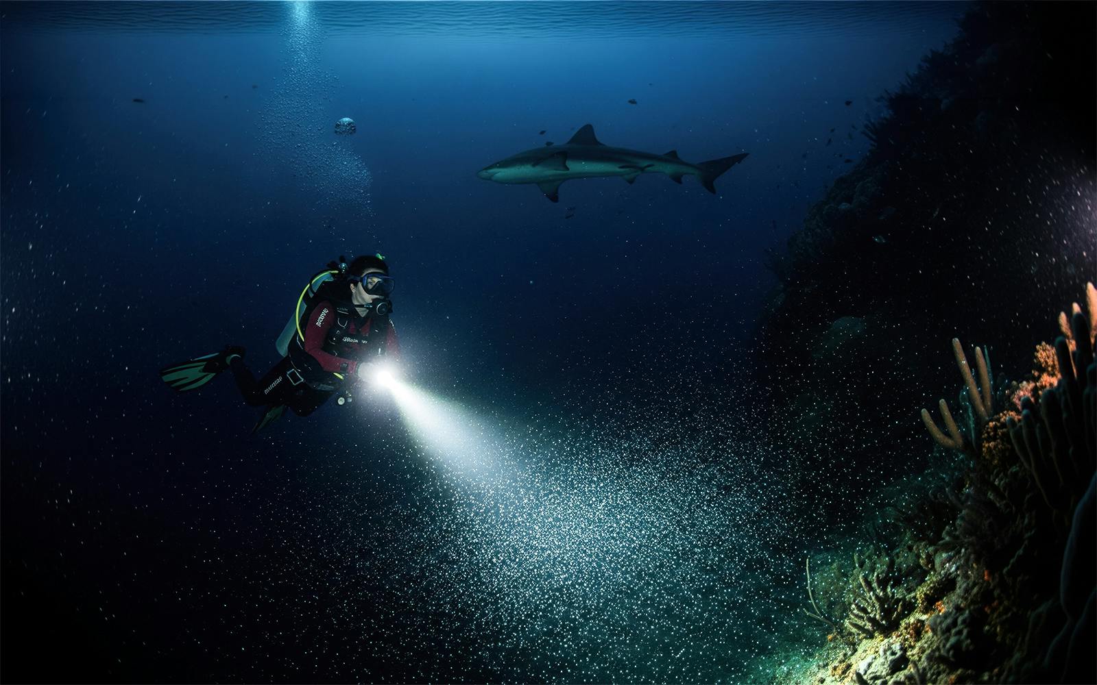 Maui Night Dive Tours