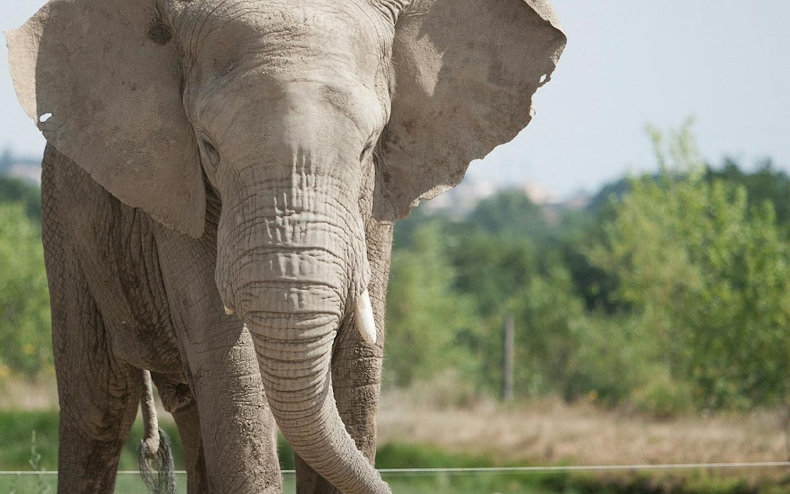 Safari de Peaugres: Entry Ticket