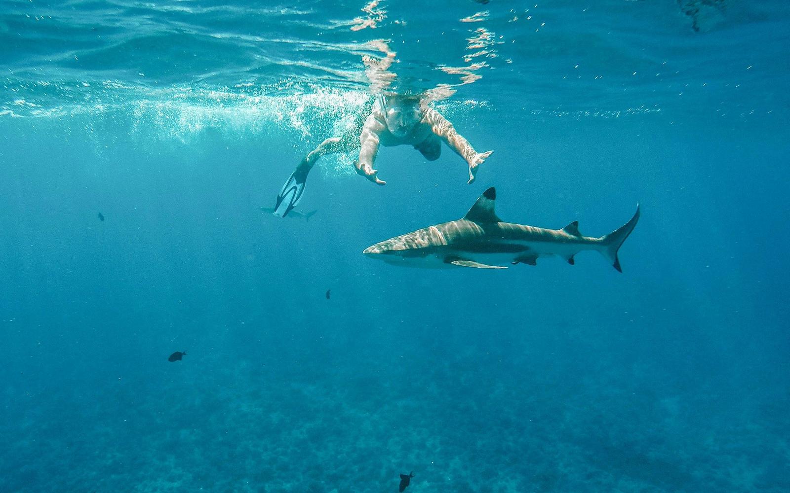 Snorkel with Sharks: Yasawa Island Day Trip With Buffet Lunch & Transfers tickets, Denarau Island