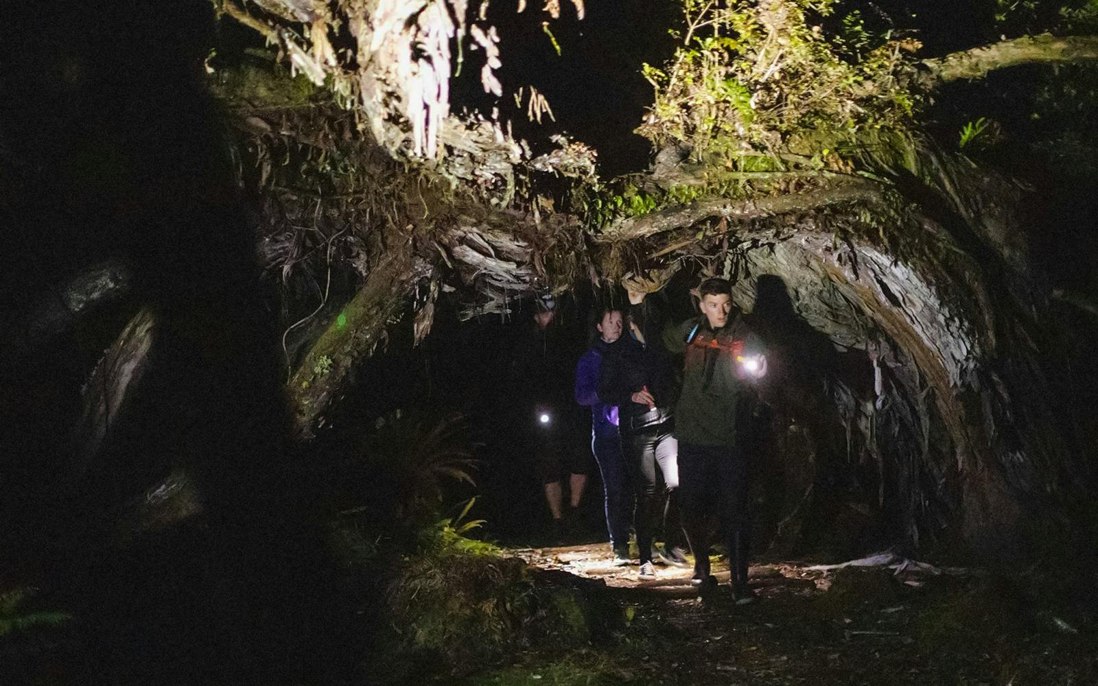 Stewart Island Wild Kiwi Encounter