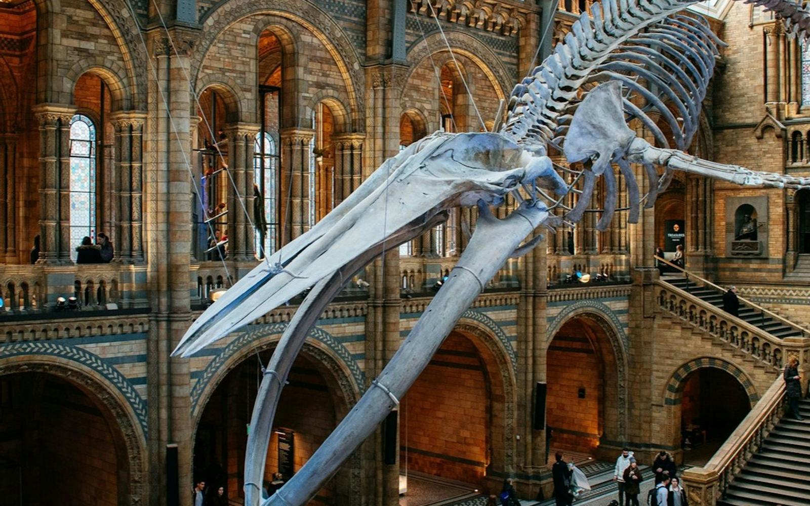 Natural History Museum London: Audio Guide App tickets at Natural History Museum London, London