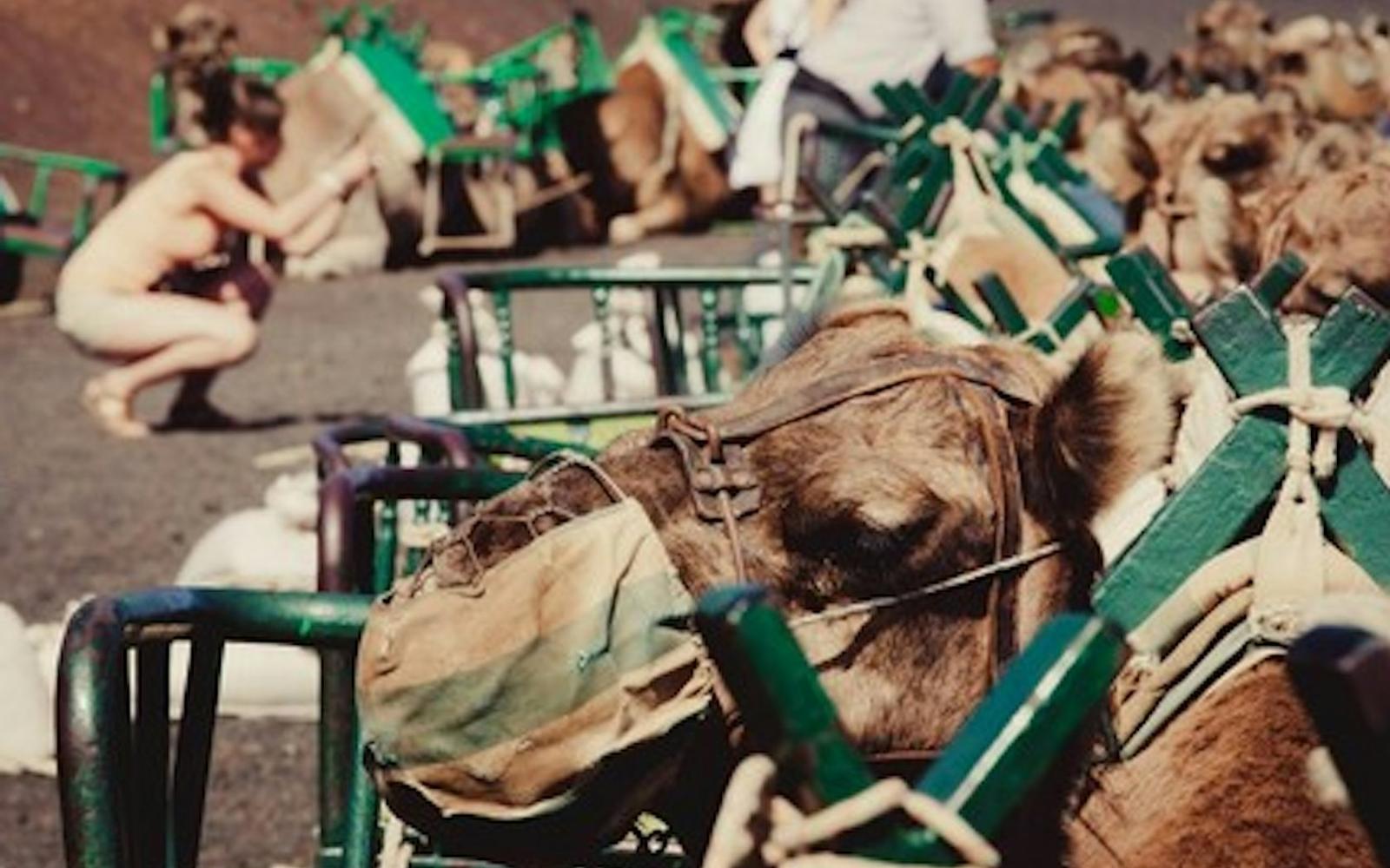 Maspalomas Dunes Camel Ride tickets at Camel Safari, Las Palmas De Gran Canaria