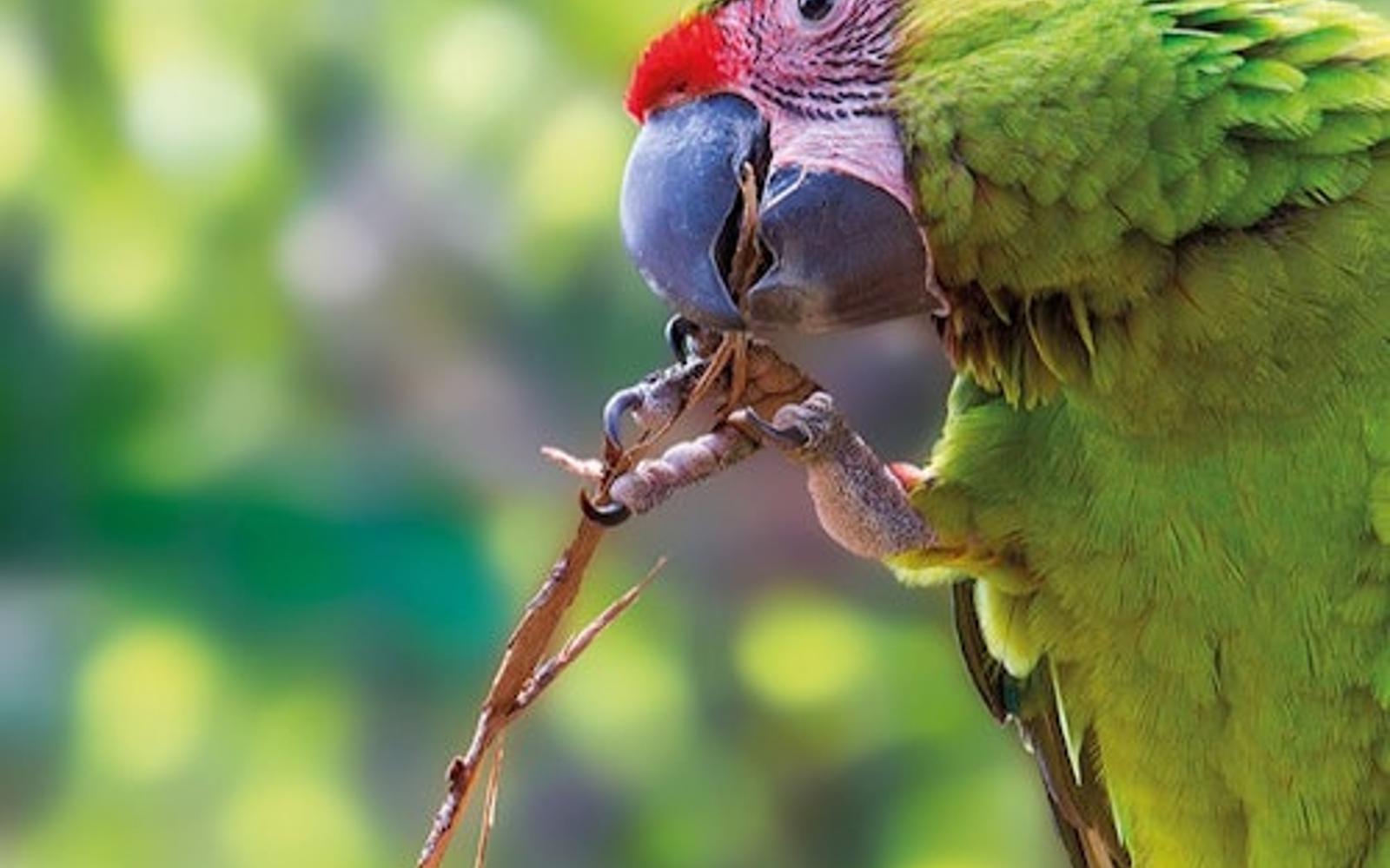Loro Parque & Siam Park: Entry Ticket + Transfers, Puerto De La Cruz