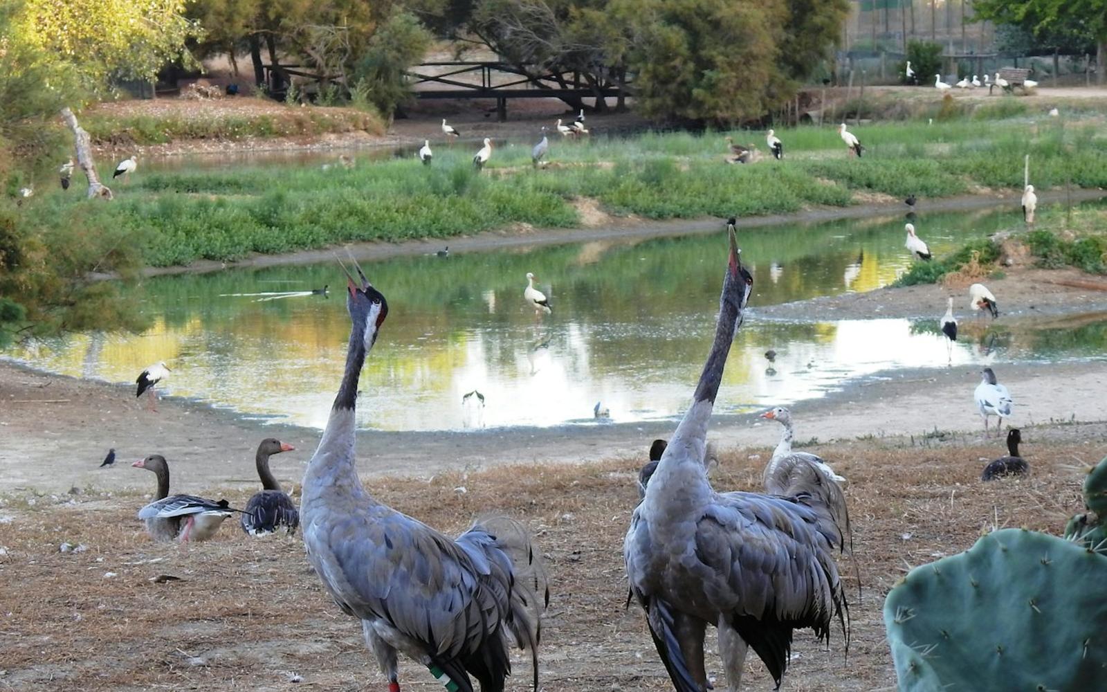 Cañada de los Pájaros Bird Reserve tickets at Cañada de los Pájaros, Sevilla
