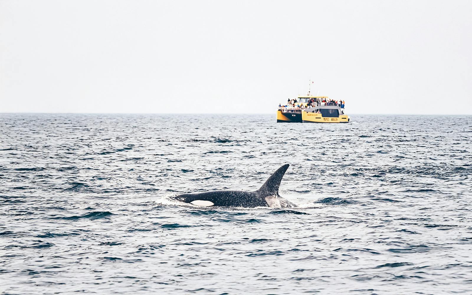 Victoria Whale Watching Tours by Covered Boat tickets, Vancouver