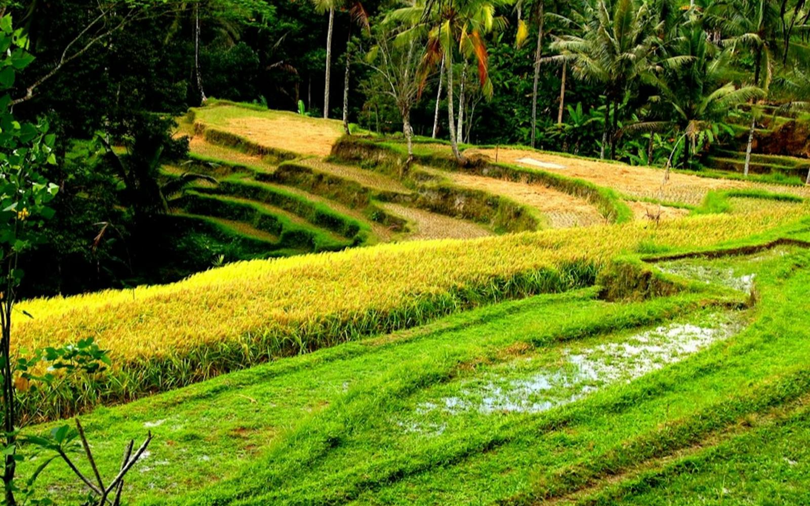 Bali: Firefly-Watching Experience + Traditional Dinner