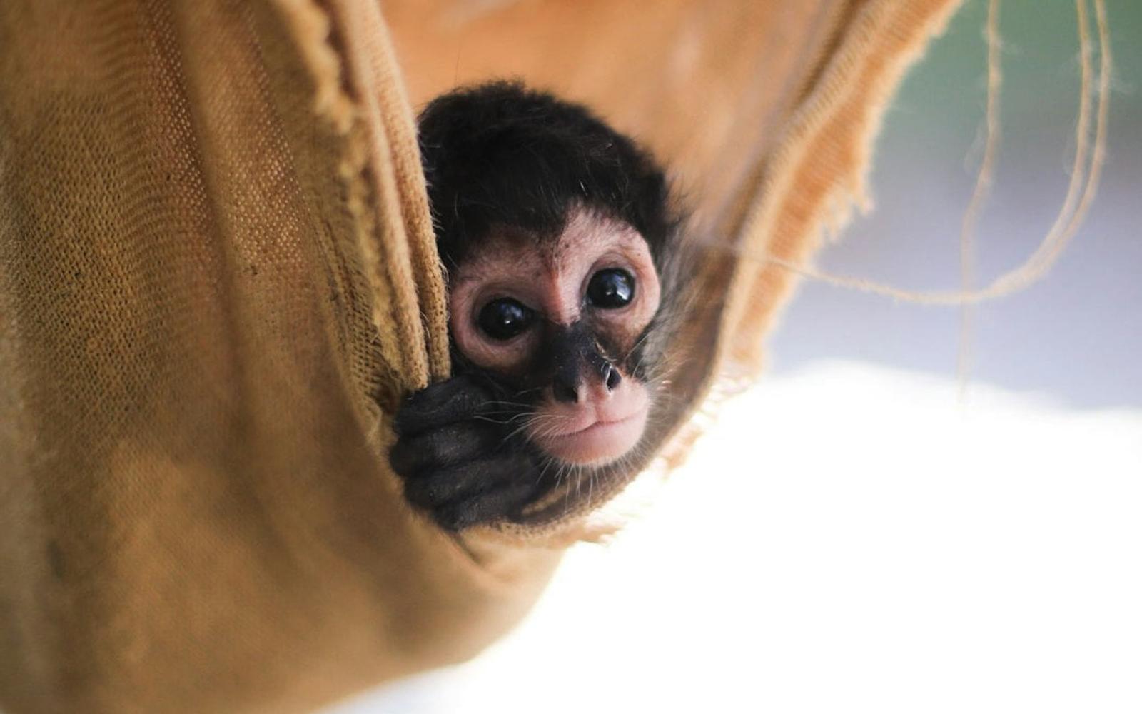 Akumal Monkey Sanctuary & Rescued Animals: Guided Tour