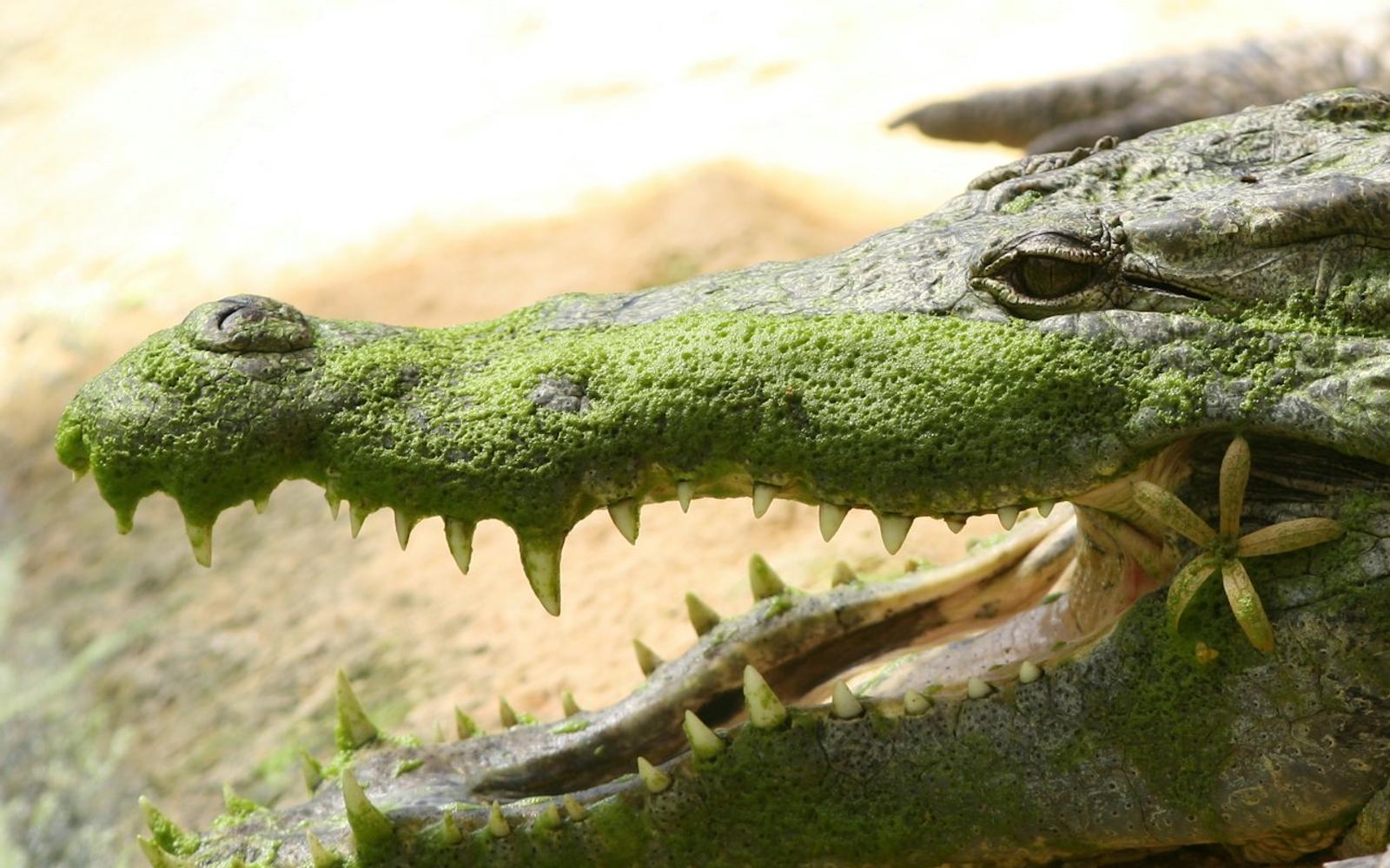 La Ferme aux Crocodiles: Entry Ticket