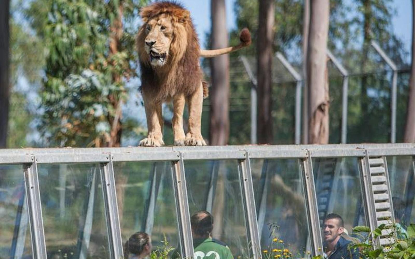 Zoo Santo Inácio: Skip The Line Ticket