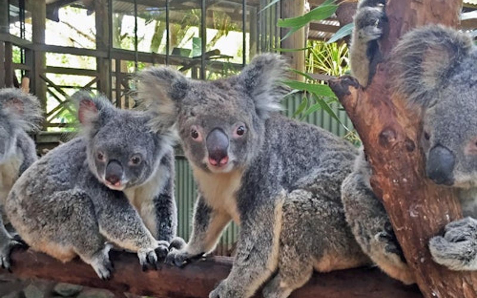 Rainforestation Nature Park & Australian Butterfly Sanctuary