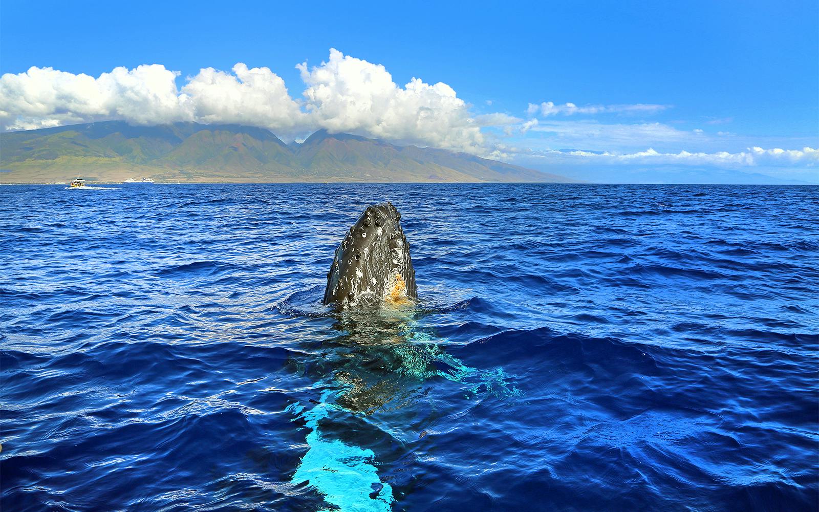 Small-Group Whale Watching Cruise from Maʻalaea Harbor tickets at 300 Maalaea Rd, Havaj