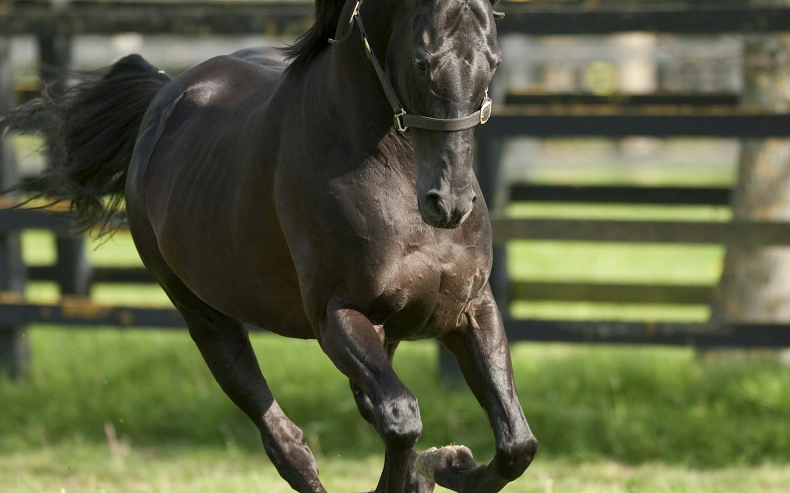 Irish National Stud & Gardens: Entry Ticket