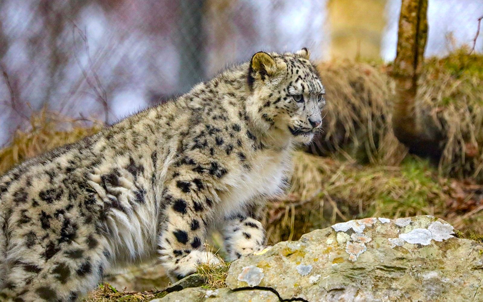 بلیط ورودی پارک حیات وحش هایلند tickets at Highland Wildlife Park, Edinburgh
