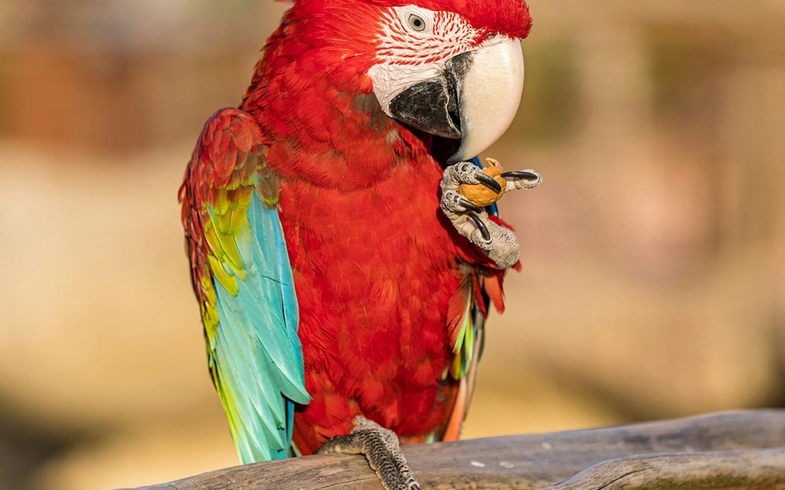 Parrot World: Day Ticket