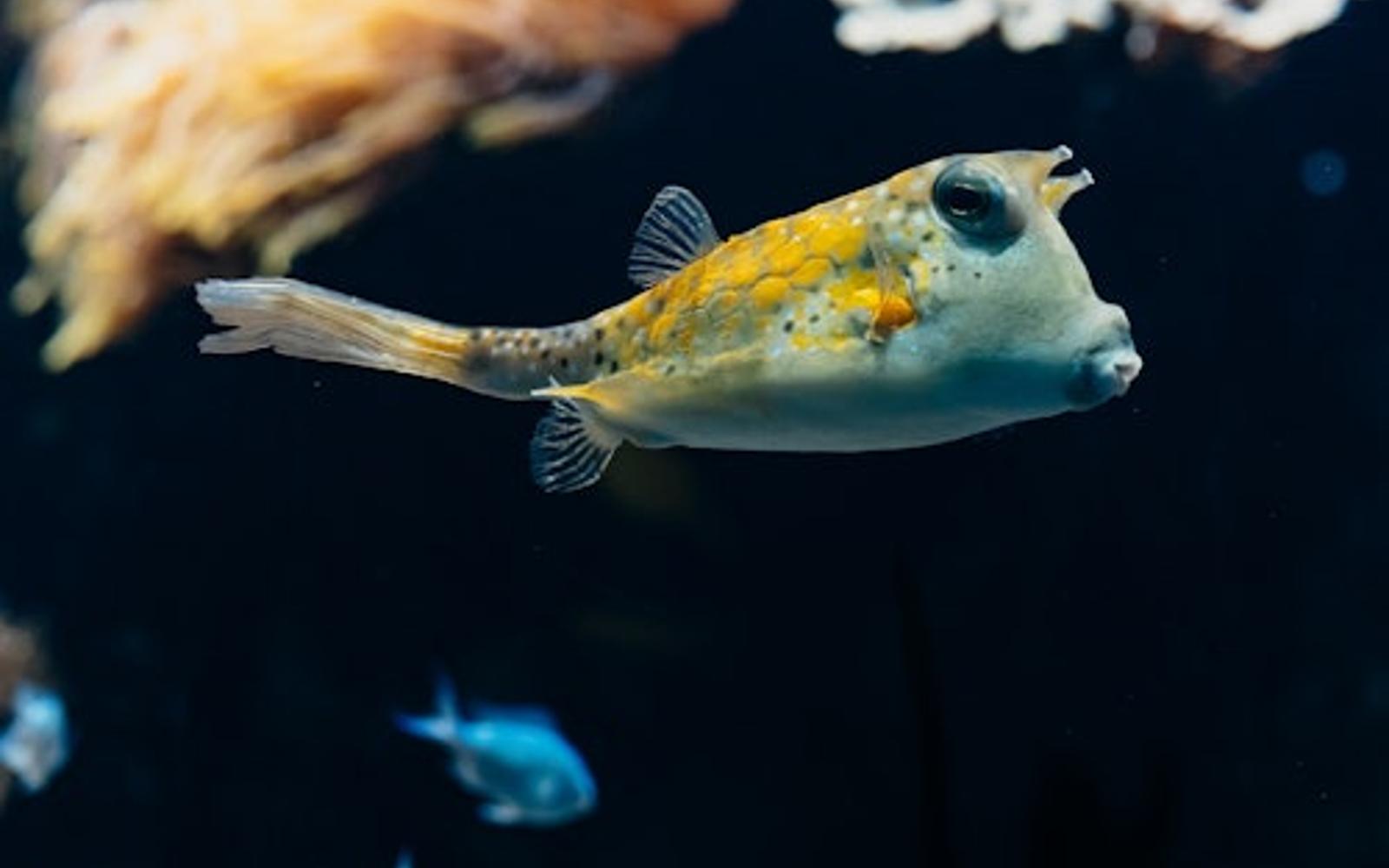 Acquario di Livorno: Biglietto d'ingresso