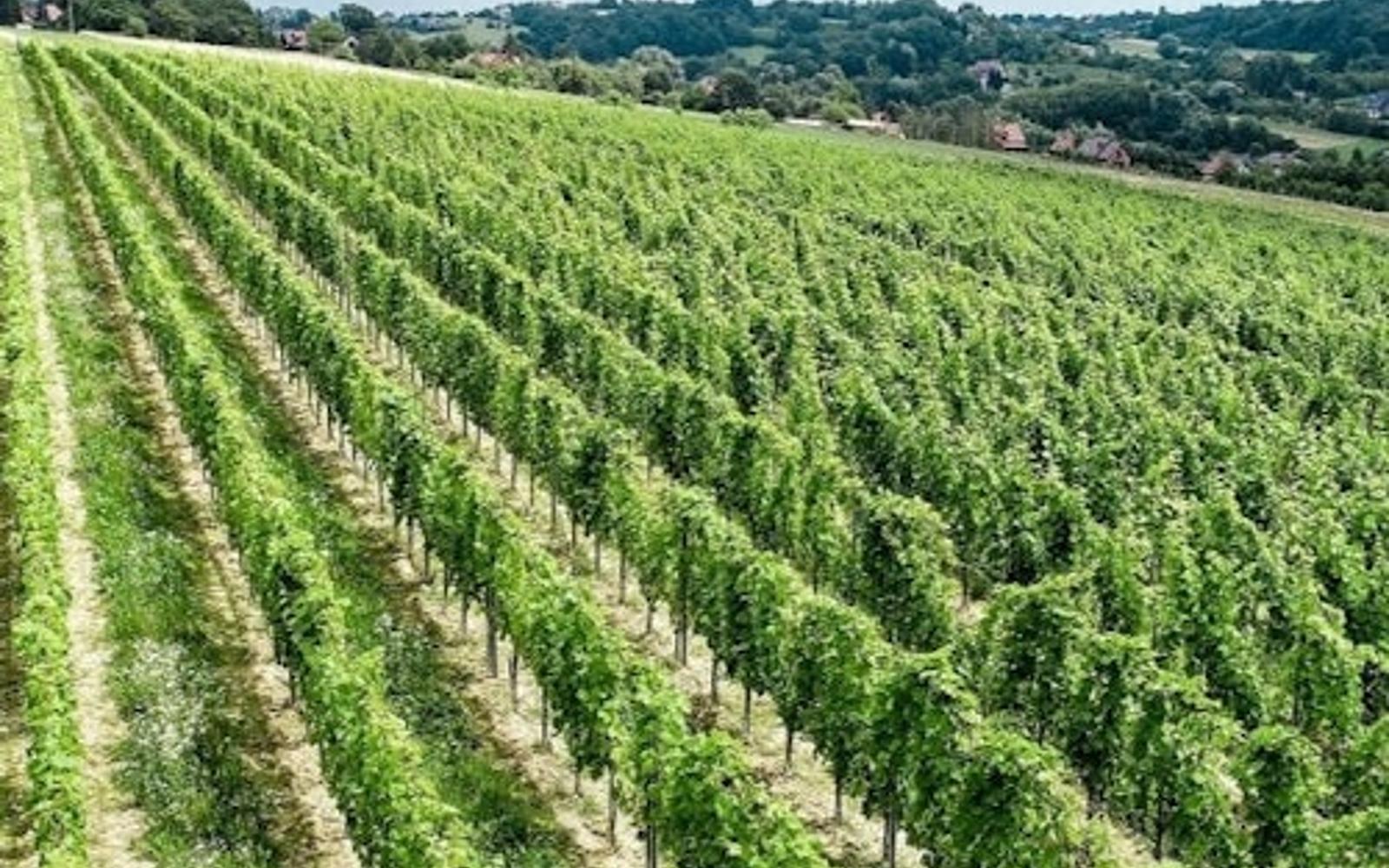 Wieliczka: Vineyard Visit and Wine Tasting from Krakow