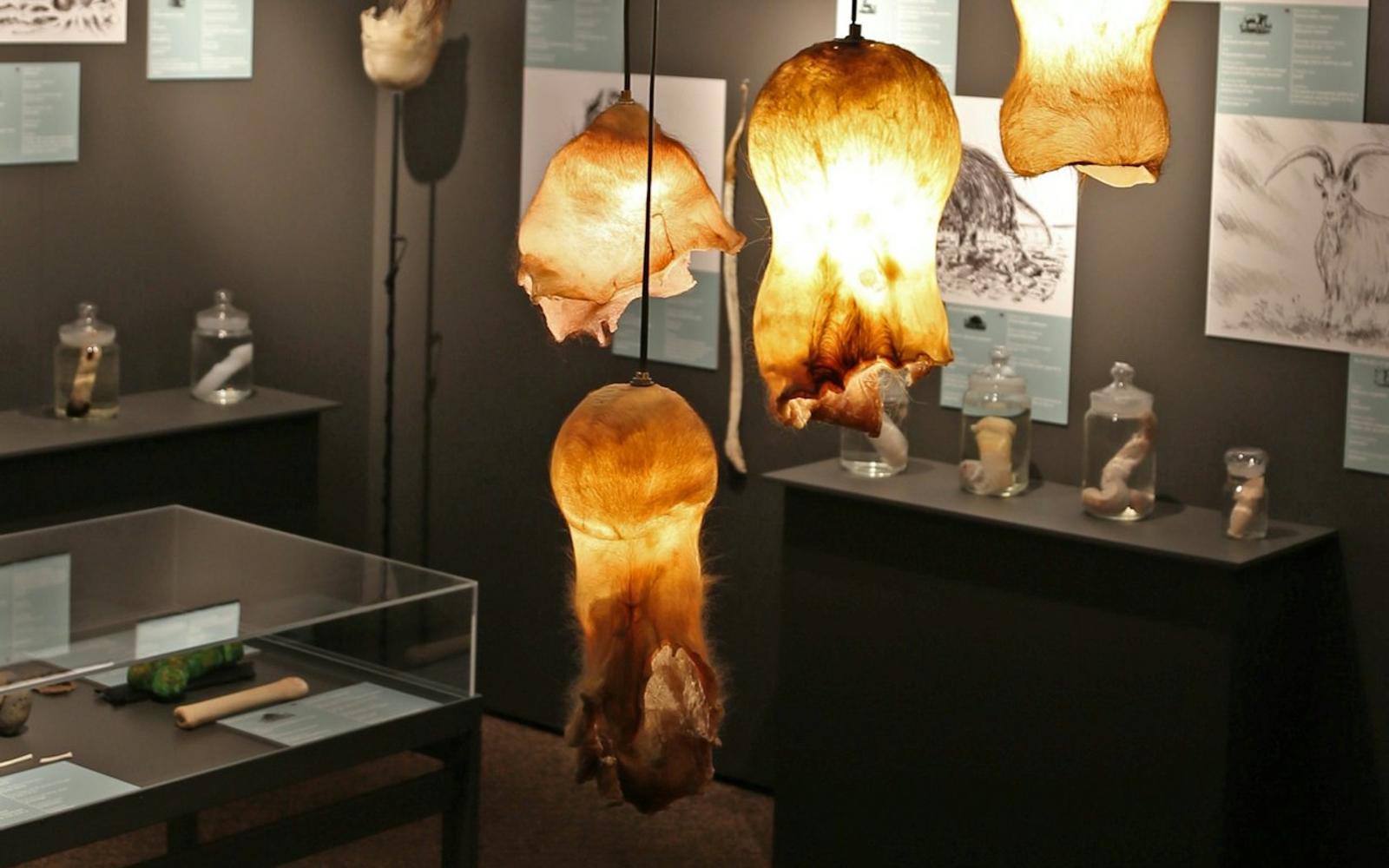 Phallological Museum: Entry Ticket