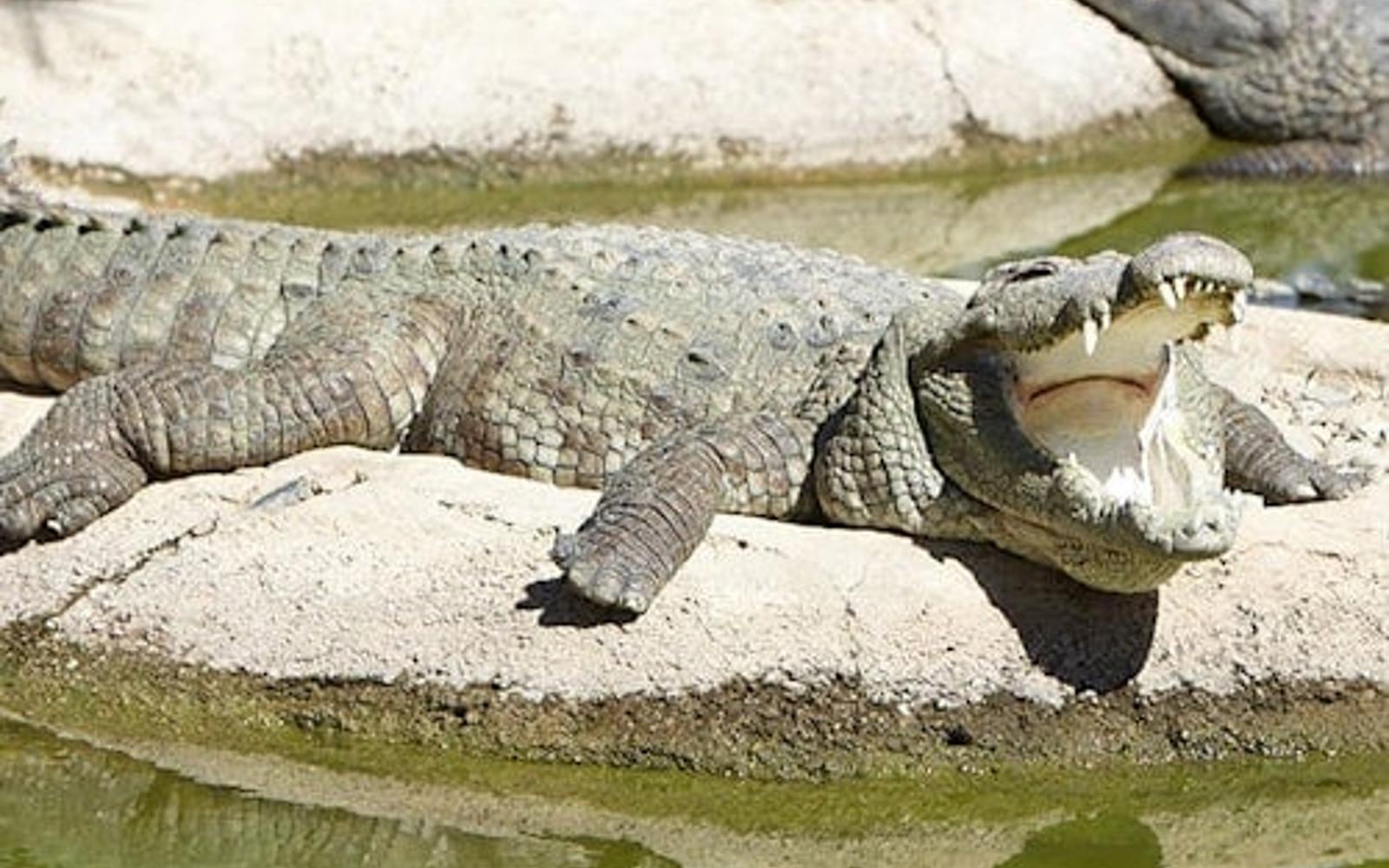 Crocodile Park Torremolinos: Entry Ticket