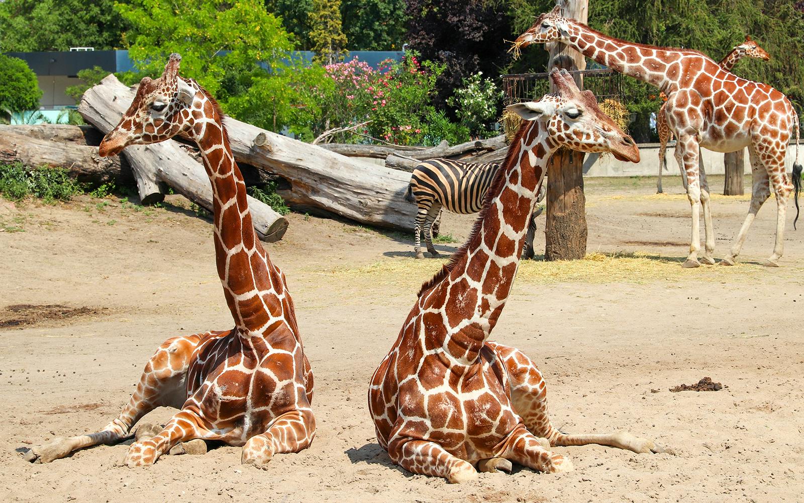 Wroclaw Zoo Skip-the-Line Tickets