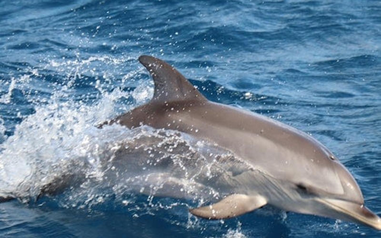 Morro Jable: Dolphin & Whale Watching Tour