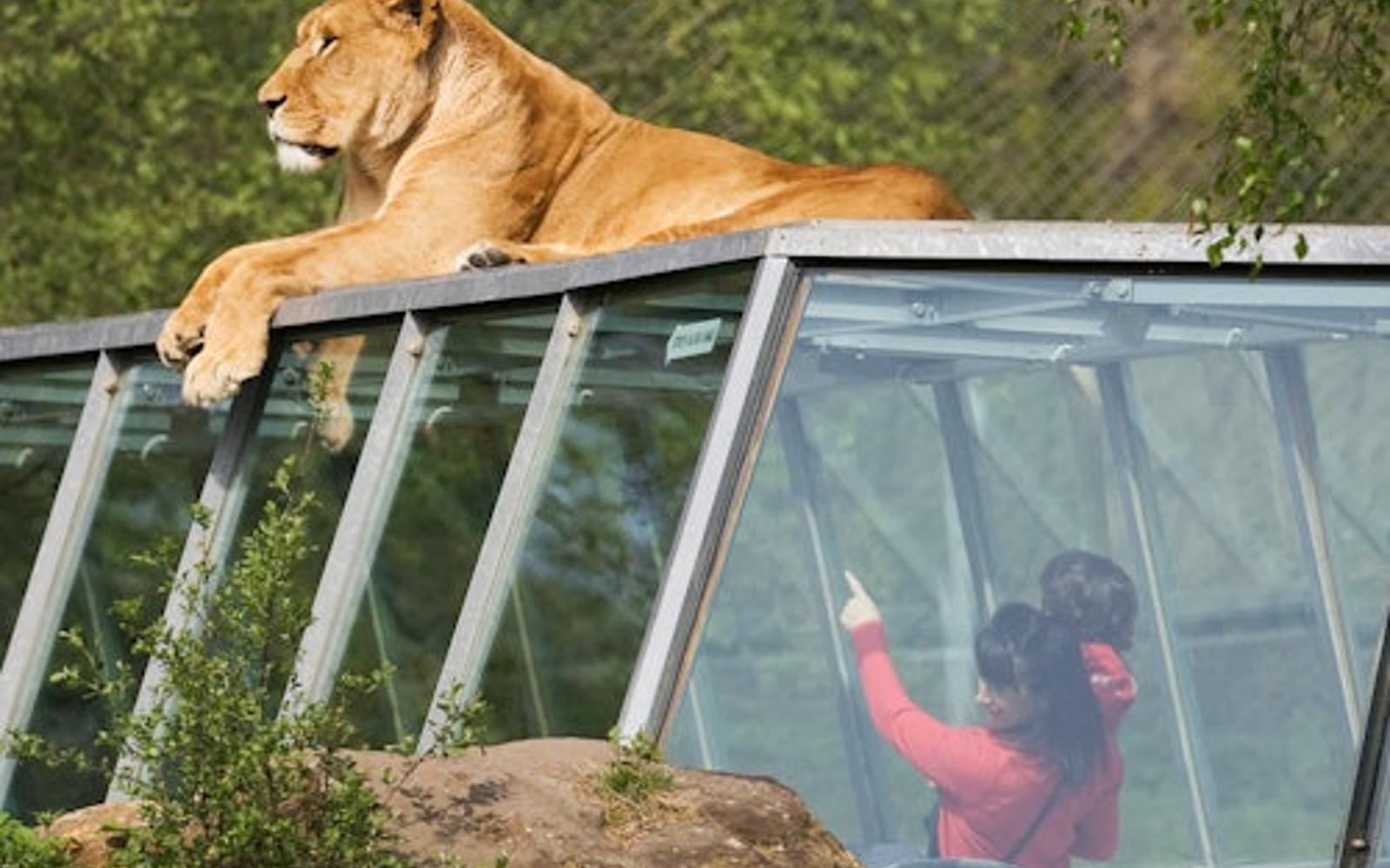 Safari Thoiry: Entry Ticket