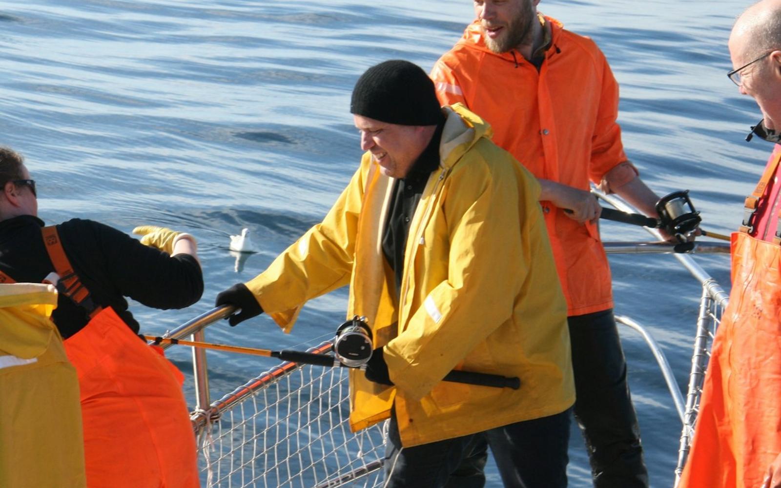 Reykjavik Sea: Angling + BBQ tickets at Nature Activities Reykjavik, Reykjavik