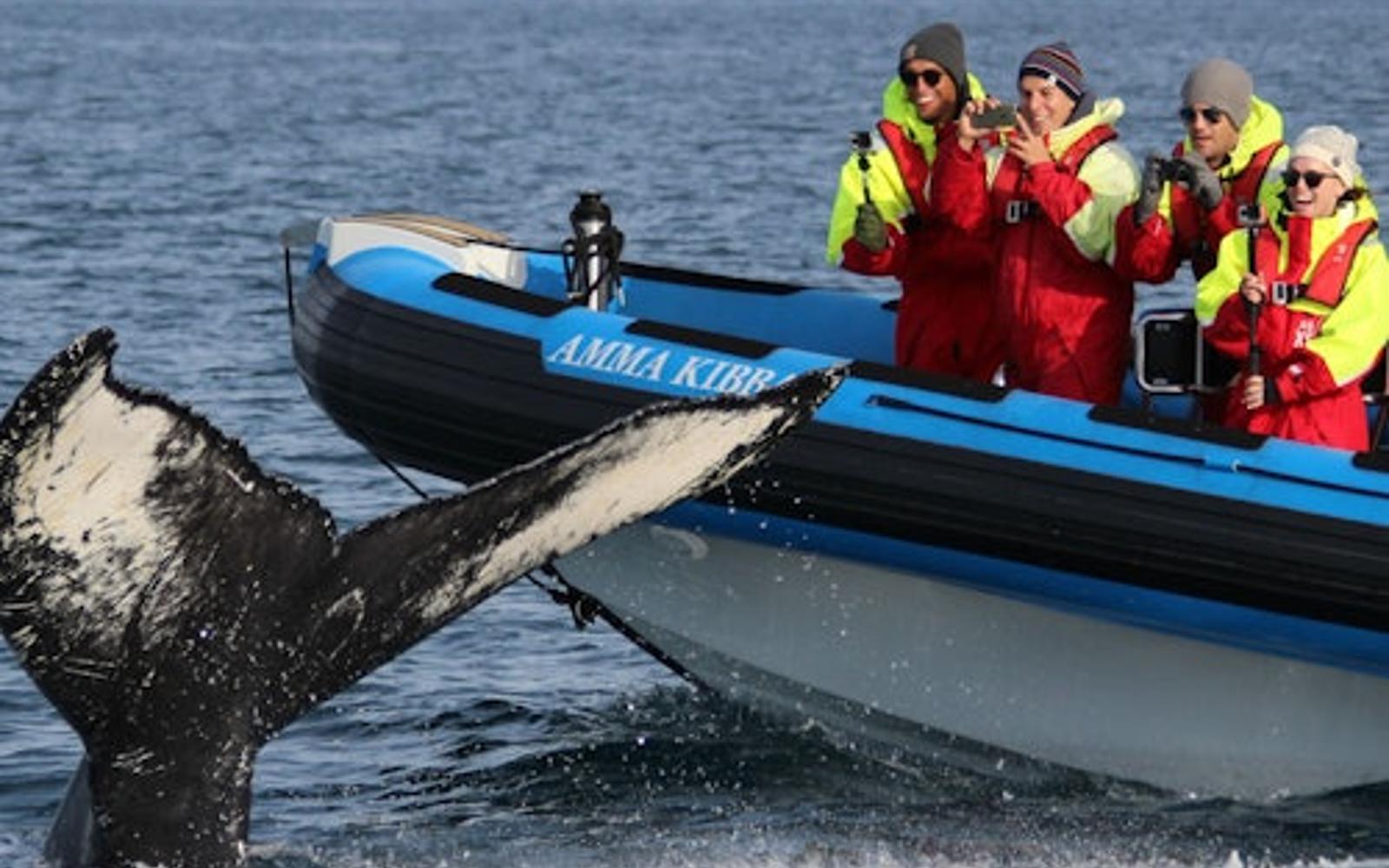 هاساویک: تور تماشای نهنگ و پافین با قایق تندرو RIB tickets at Husavik Whale Watching, Husavik