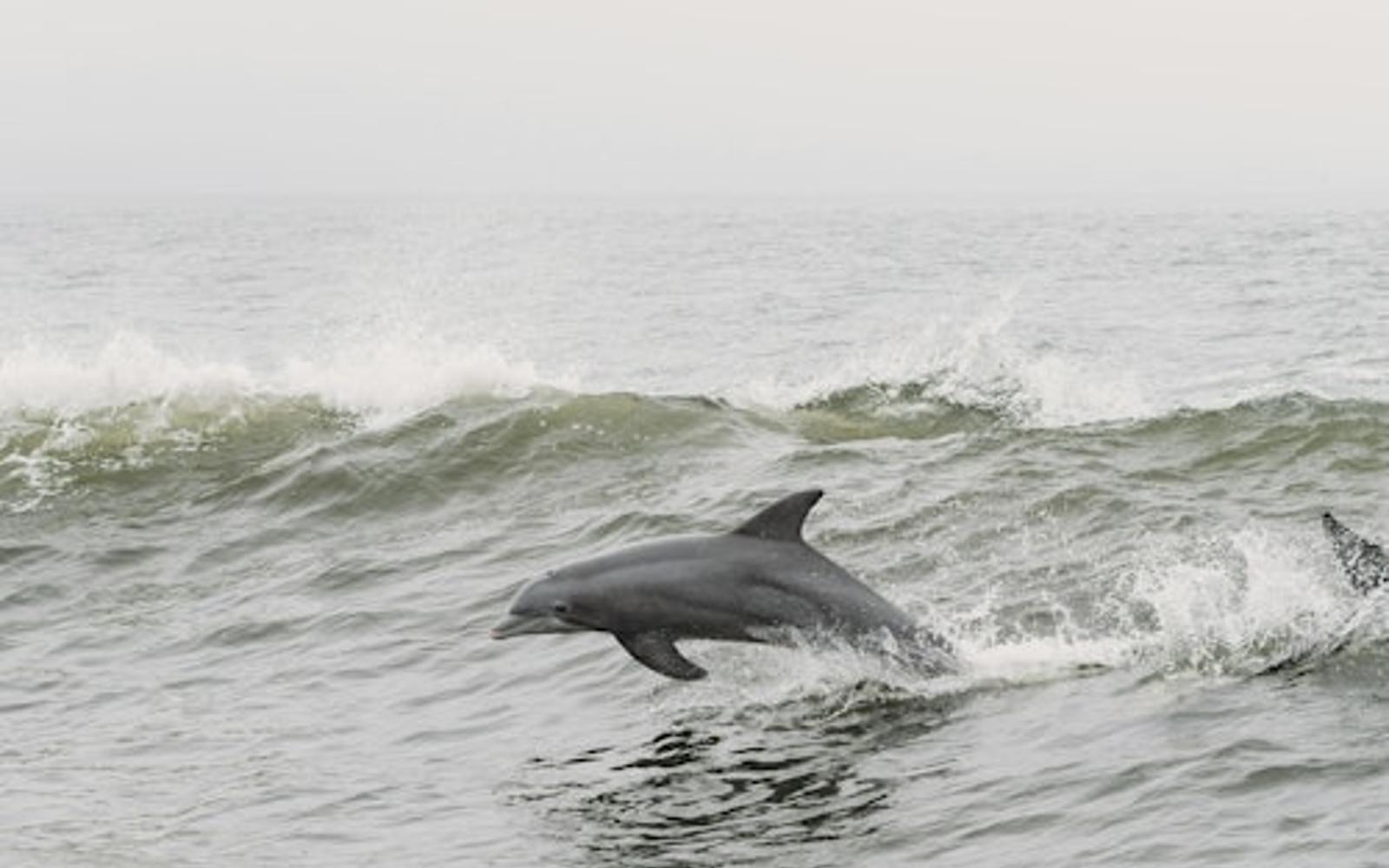 Tarifa: Dolphin & Whale Watching Tour from Seville