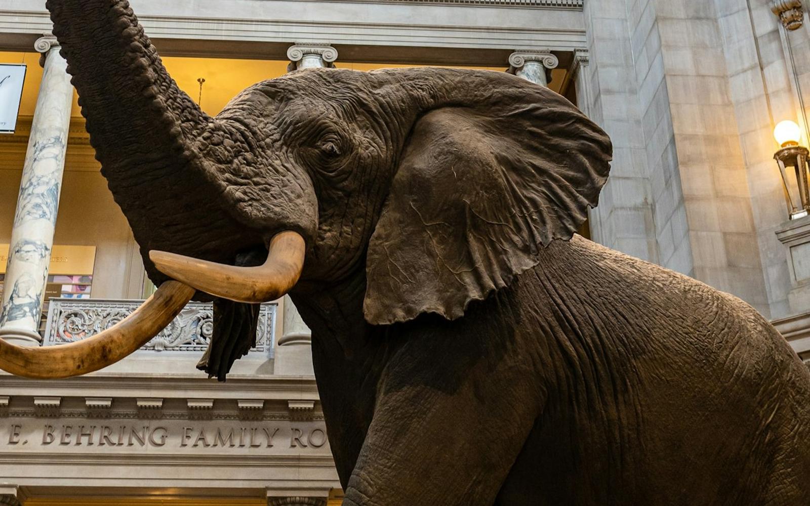 Smithsonian Institution Museums: Guided Walking Tour + Air & Space Timed Entry