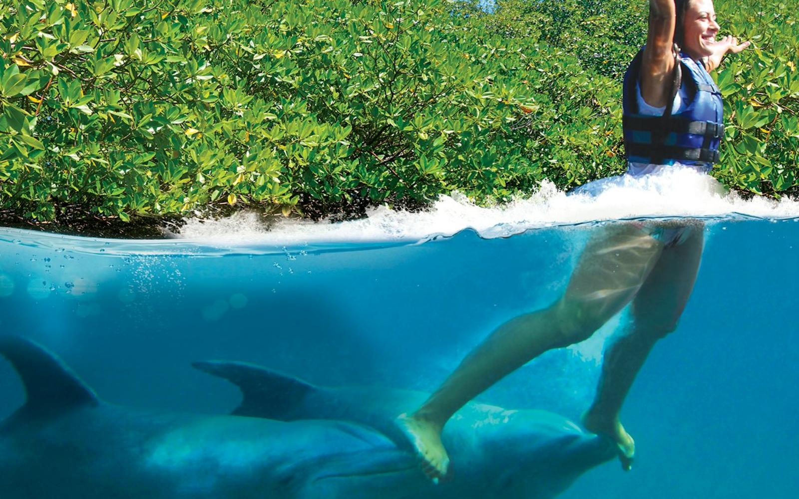Delphinus Xcaret: Entry Ticket + Transfers + Swim with Dolphins